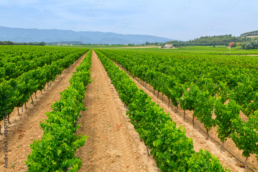 Vineyard in the wine region