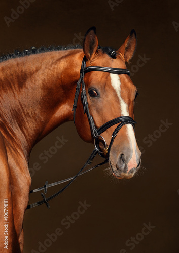 Purebred dressage horse, portrait of a bay stallion with bridle
