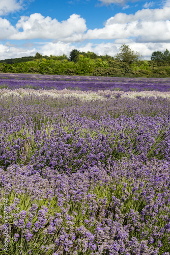 Lavender cultivation  farming and harvesting