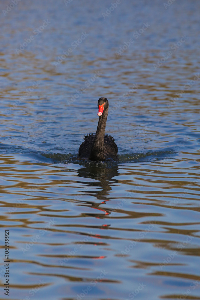 Fototapeta premium Trauerschwan