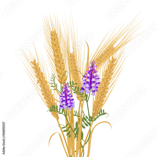 Ears of wheat tied with wildflowers bird vetch