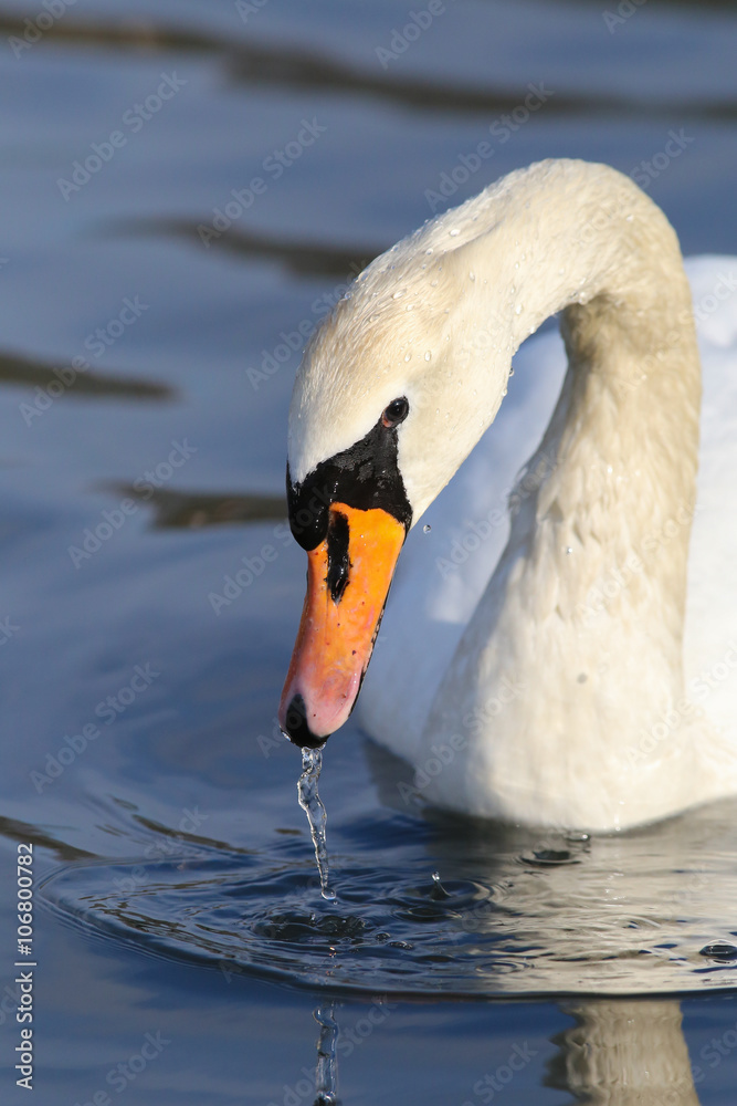 Obraz premium Höckerschwan