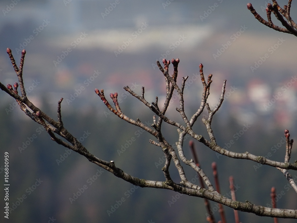 Obraz premium Gałęzie