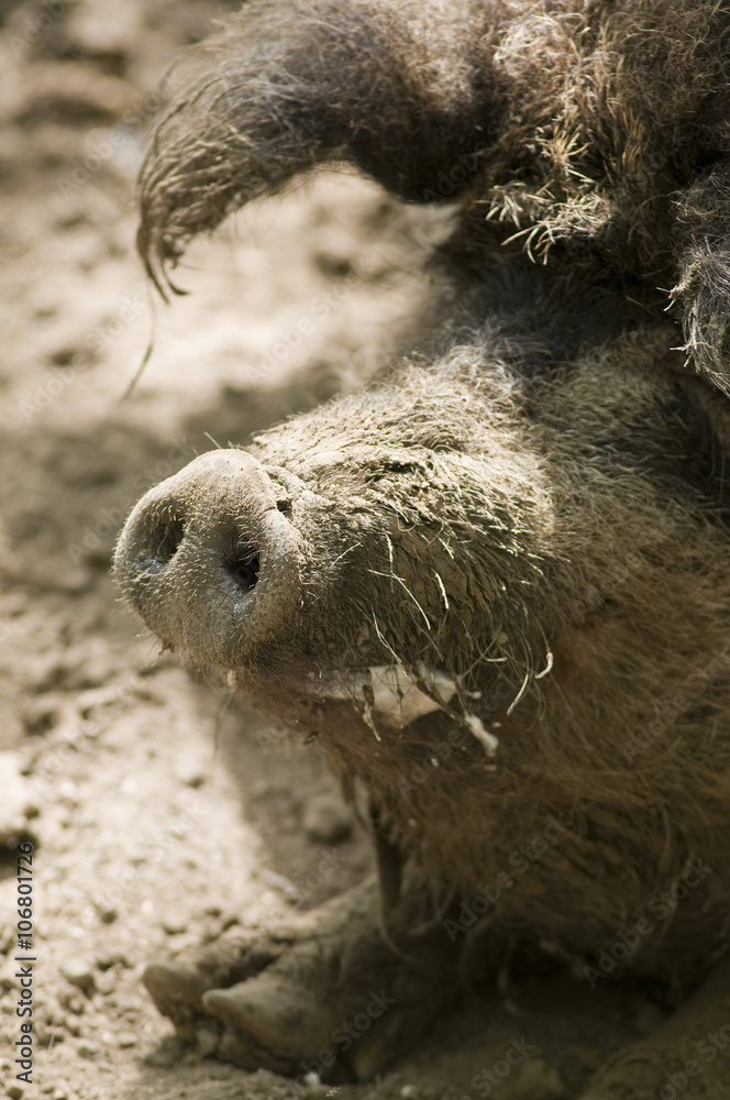 Fototapeta premium sanglier