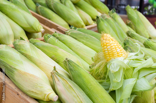 Fresh Corns on the wood basket at corn market