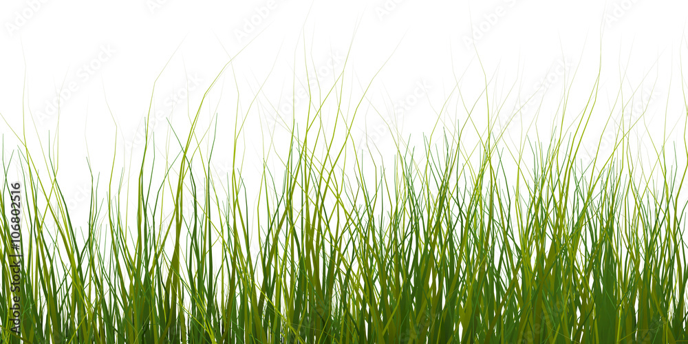 Obraz premium isolate of a green grass on a white background