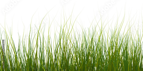isolate of a green grass on a white background
