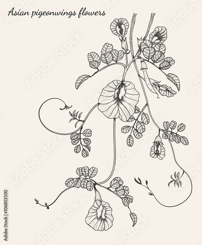 Asian pigeonwings flowers vector from hand drawing.