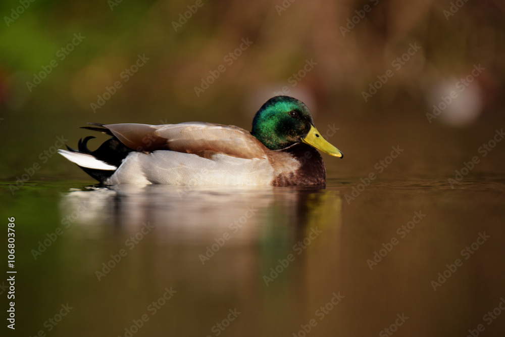 Obraz premium Mallard, Duck, Anas platyrhynchos