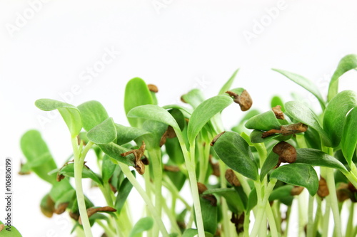 fenugreek sprout growing plant closeup photo