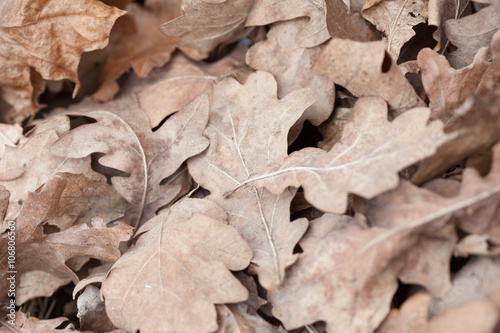 fallen oak leaves, macro photo