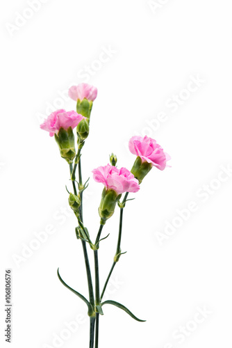 pink carnation