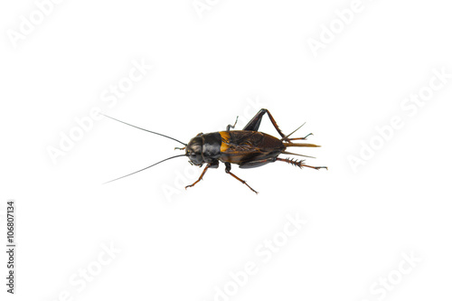 Cricket male insect isolated on white background © 29mokara