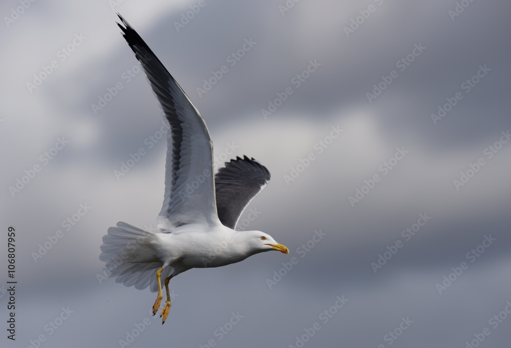 European Herring Gull, Larus argentatus European Herring Gull, Larus argentatus