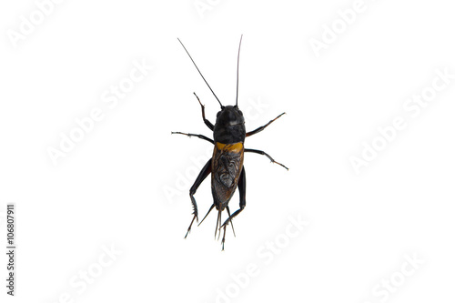 Cricket Black male insect isolated on white background © 29mokara
