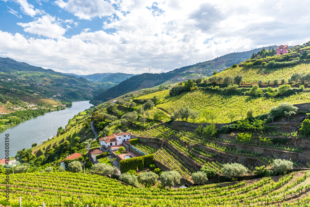 Fototapeta premium Krajobraz regionu rzeki Douro Portugalia - winnice