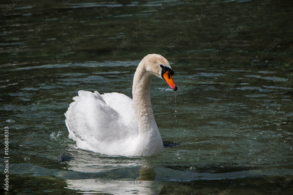 Fototapeta premium Weißer Schwan im Wasser, Pillersee Tirol