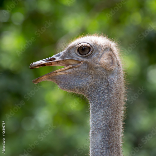 Ostrich head closeup photo