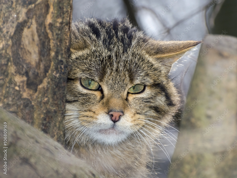 Obraz premium European wild cat