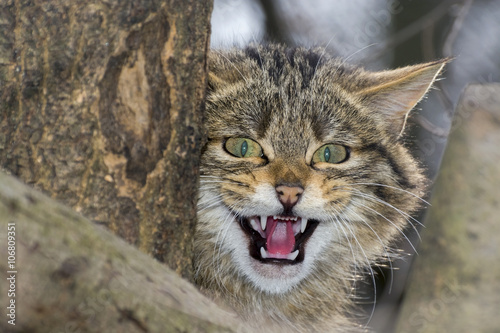 Fototapeta Naklejka Na Ścianę i Meble -  European wild cat