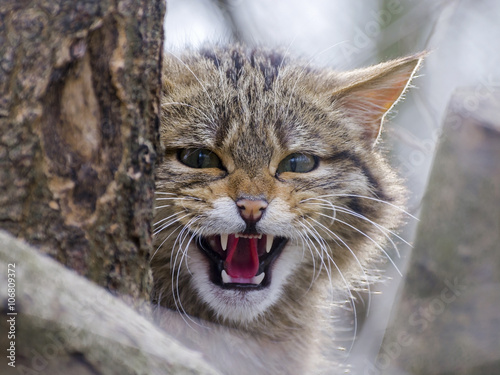 Fototapeta Naklejka Na Ścianę i Meble -  European wild cat