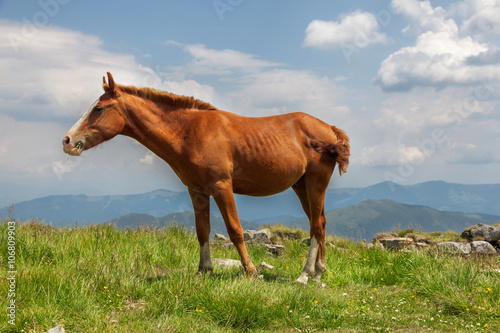 Horse on mountain meadow