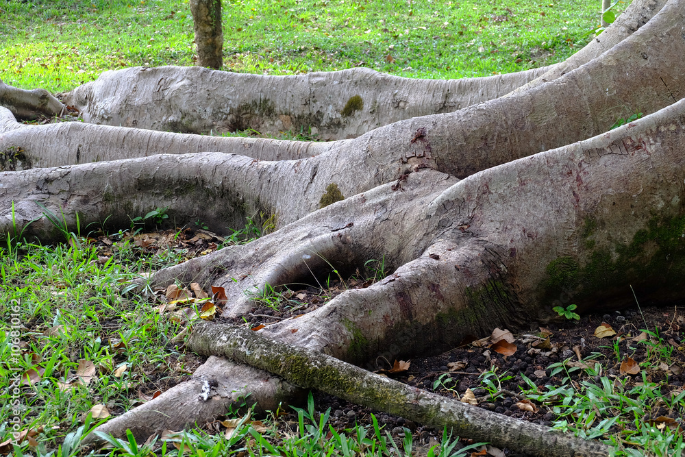 Closeup big tree root