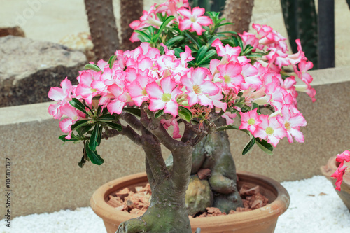 Fototapeta Naklejka Na Ścianę i Meble -  White Pink azalea in pots  desert plants  outdoor