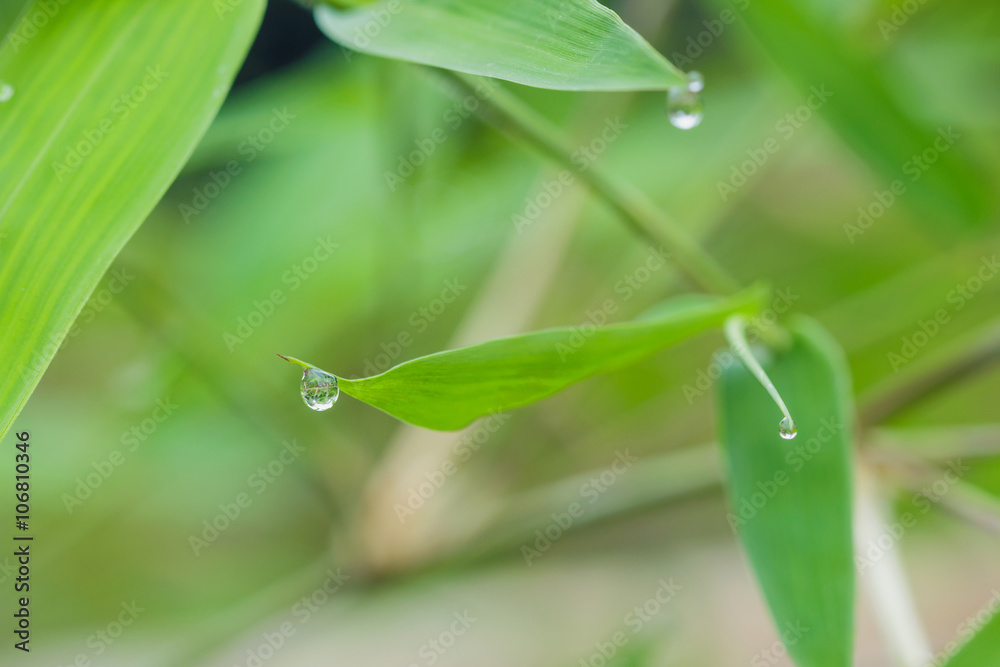Dew drops from bamboo leaves with nature background Dew drops from bamboo leaves with nature background