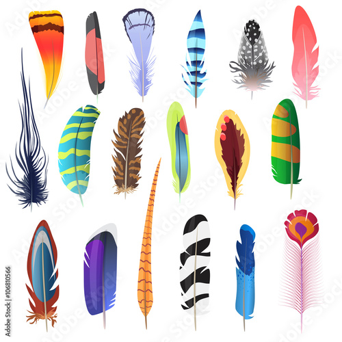 Collection of detailed color bird feathers set. Decoration elements. Vector illustration.