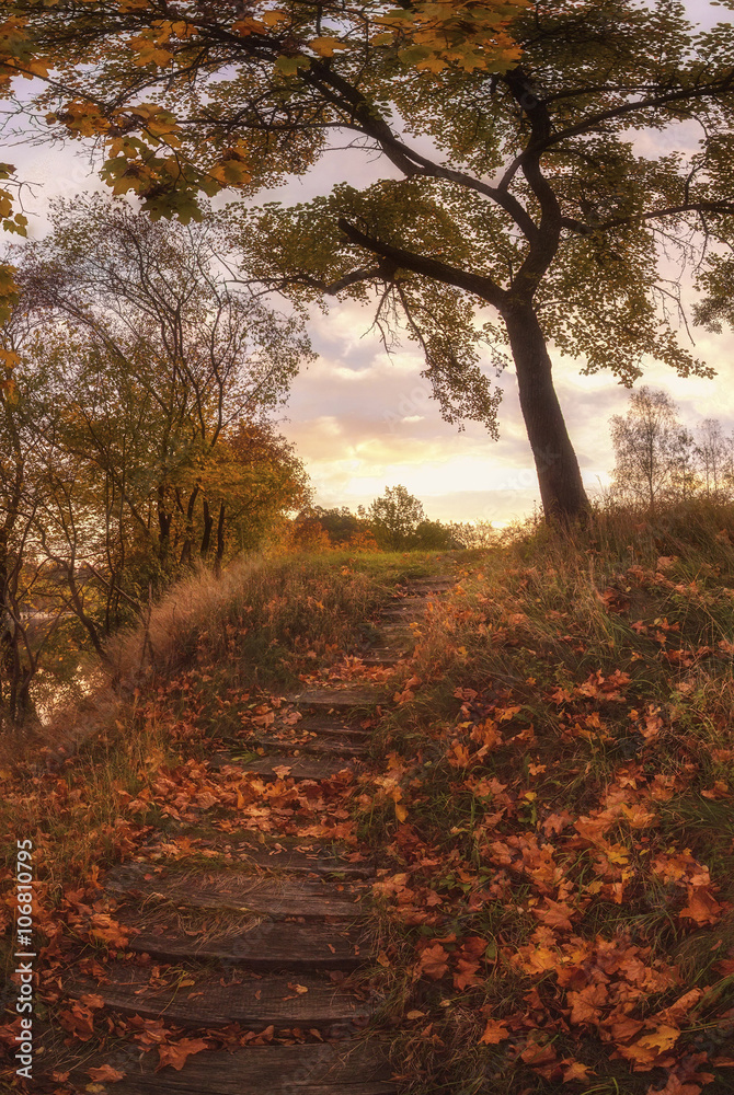 Fototapeta premium autumn sunny day.Beautiful road, path, foliage and old trees