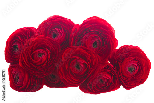 Fototapeta Naklejka Na Ścianę i Meble -  red ranunculus flowers