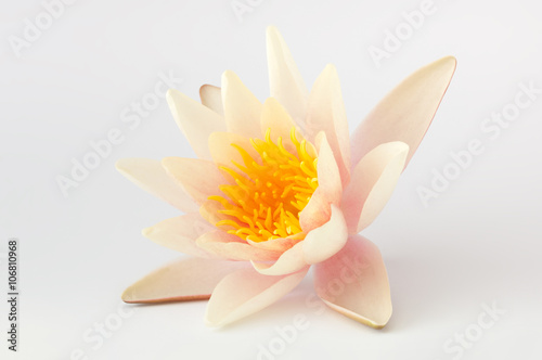 Pink and white lotus flower isolated on white background