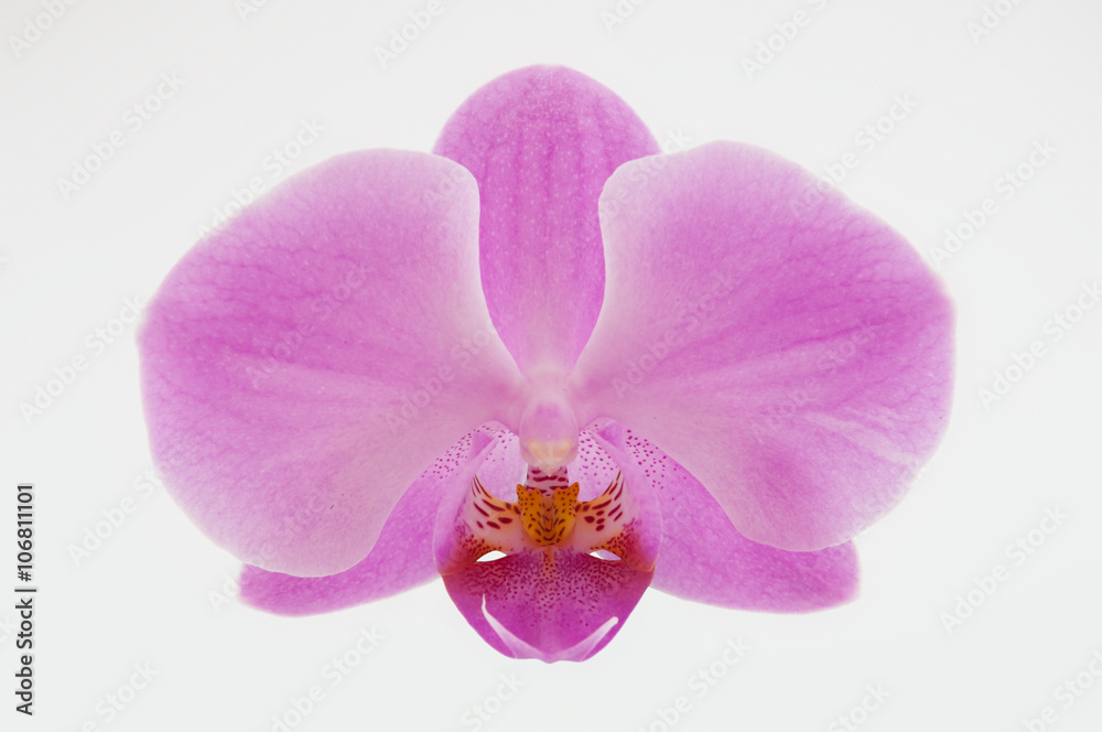 Single pink orchid flower isolated on white background Single pink orchid flower isolated on white background