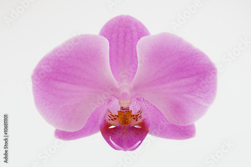 Single pink orchid flower isolated on white background