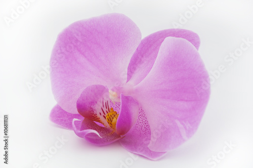 Single pink orchid flower isolated on white background