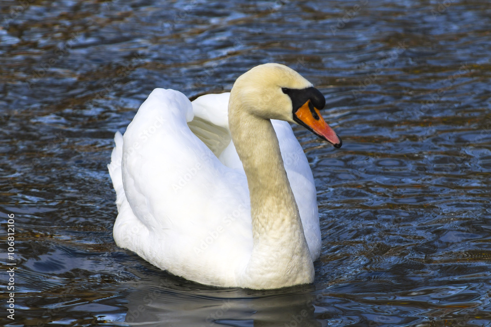 Obraz premium Beautiful white swan swim in the lake, on the dark surface of the water. Horizontal contrast picture.
