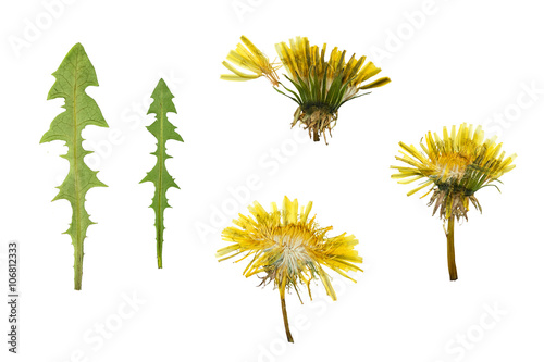 Pressed and dried dandelion flower and dandelion leaves.