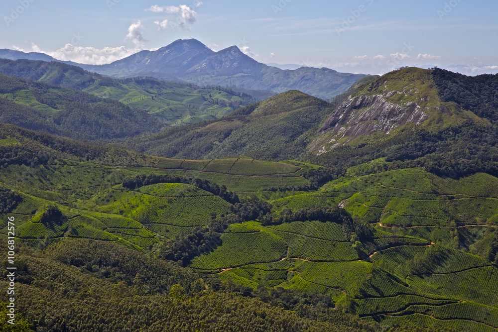 Fototapeta premium A beautiful view of tea plantations in Munnar, Kerela, India.