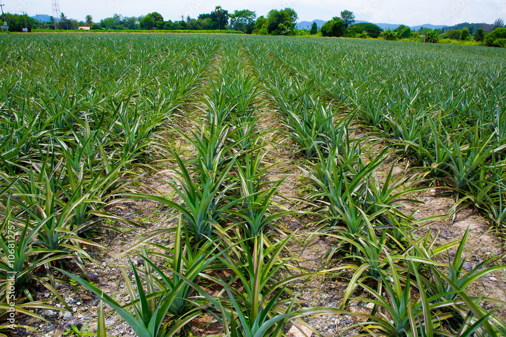 Pineapple fields Pineapple fields