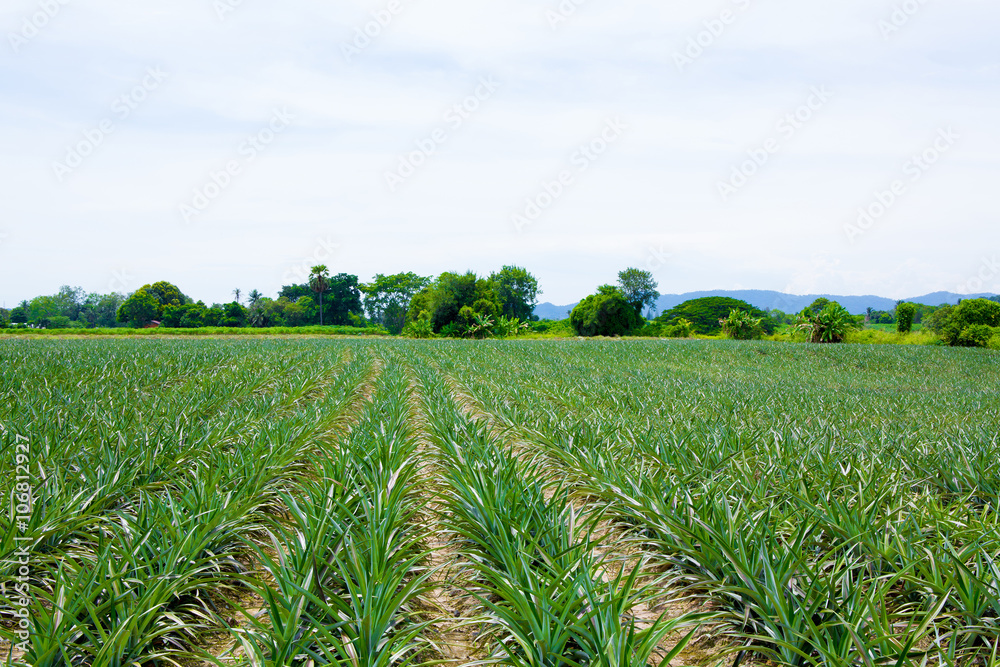 Pineapple fields Pineapple fields