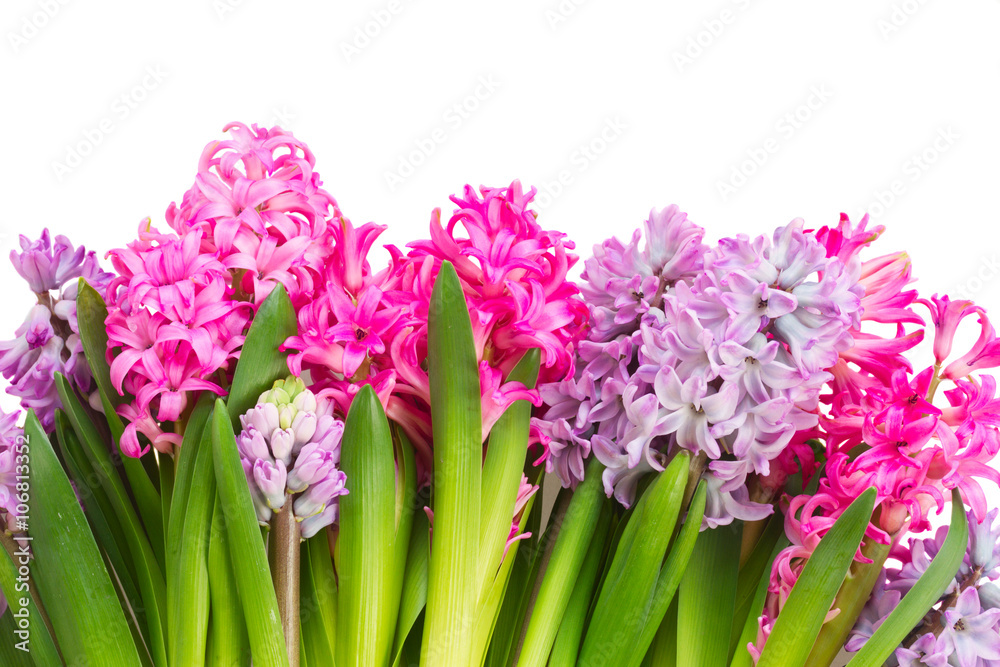 Fototapeta premium Pink and violet hyacinths