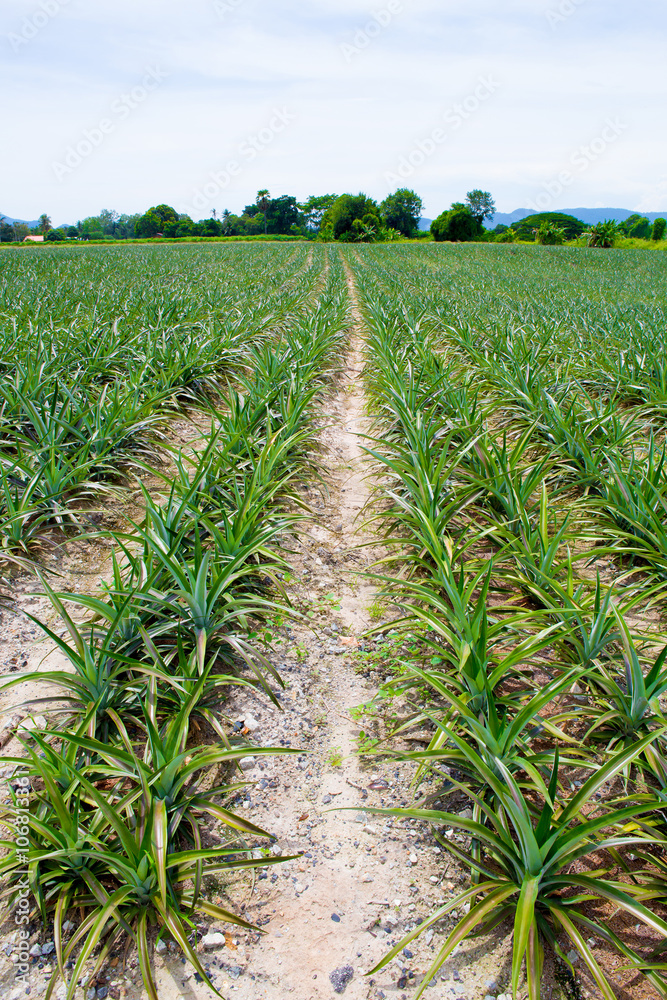 Naklejka premium Pineapple fields