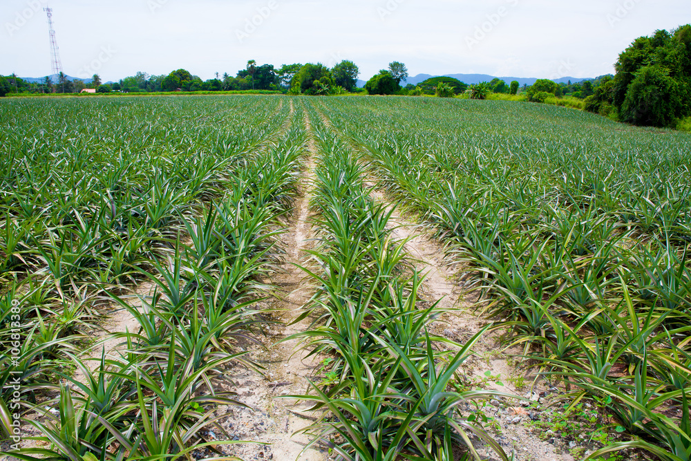 Naklejka premium Pineapple fields