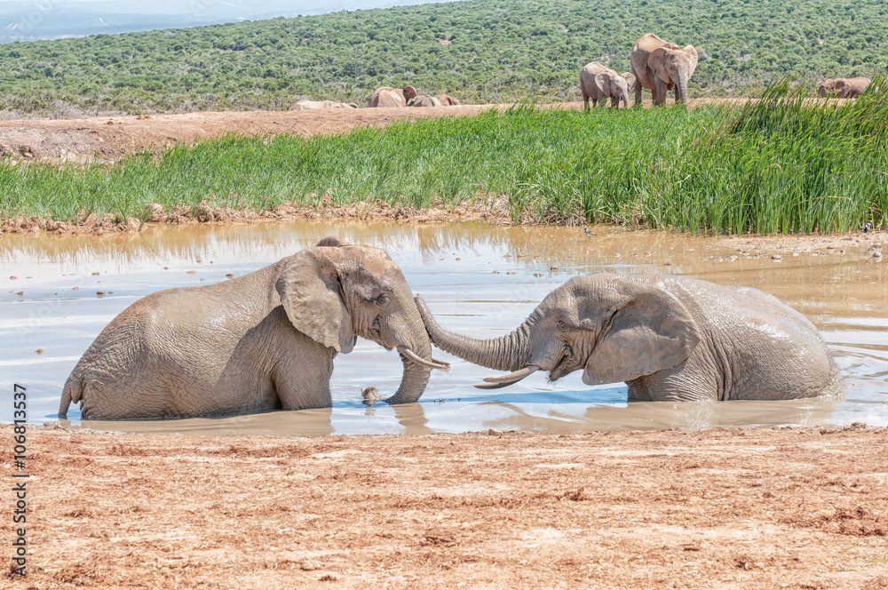 Fototapeta premium Elephants playing in a waterhole