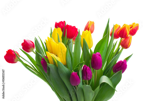 bouquet of  yellow  purple and red  tulips