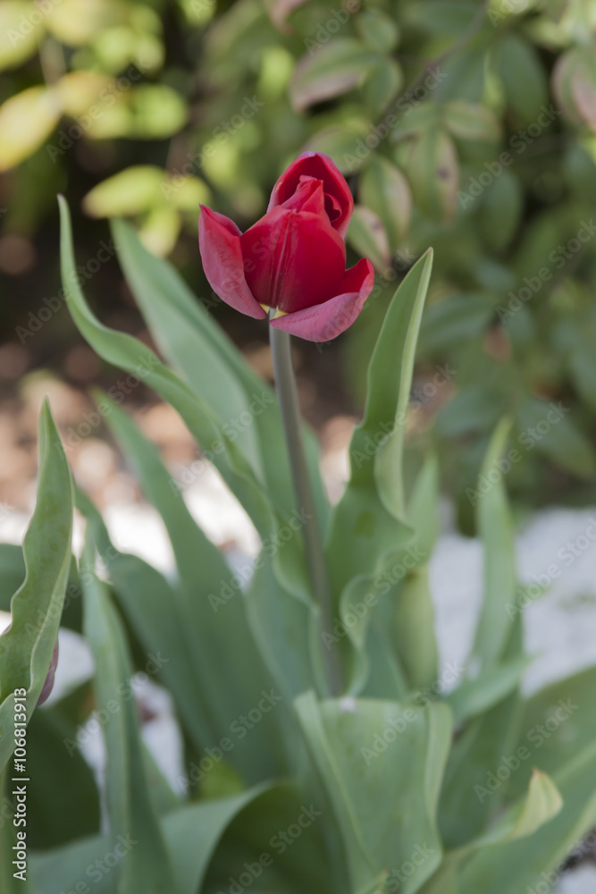 tulip in the garden tulip in the garden