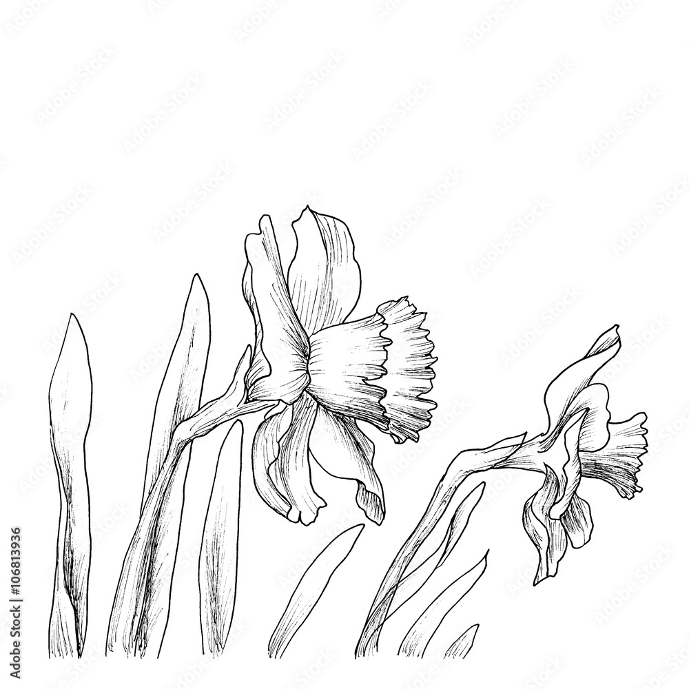 Narcissus flowers hand drawn style