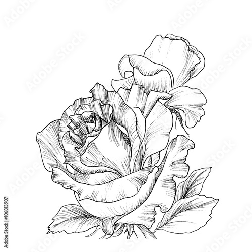 Fototapeta Highly detailed hand drawn roses.