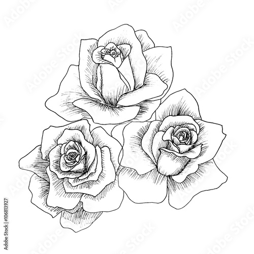 Fototapeta Highly detailed hand drawn roses.